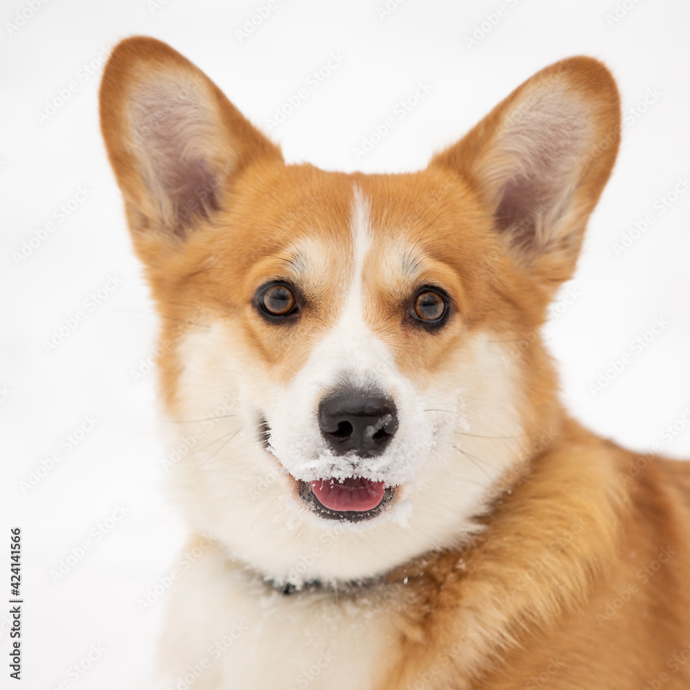 cute welsh corgi plays in snow cute welsh corgi plays in snow