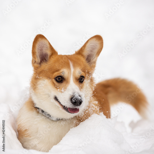 cute welsh corgi plays in snow