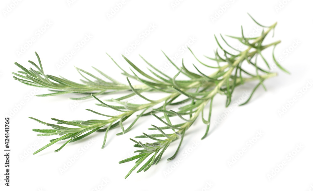 Fototapeta premium fresh curry plant isolated on white background
