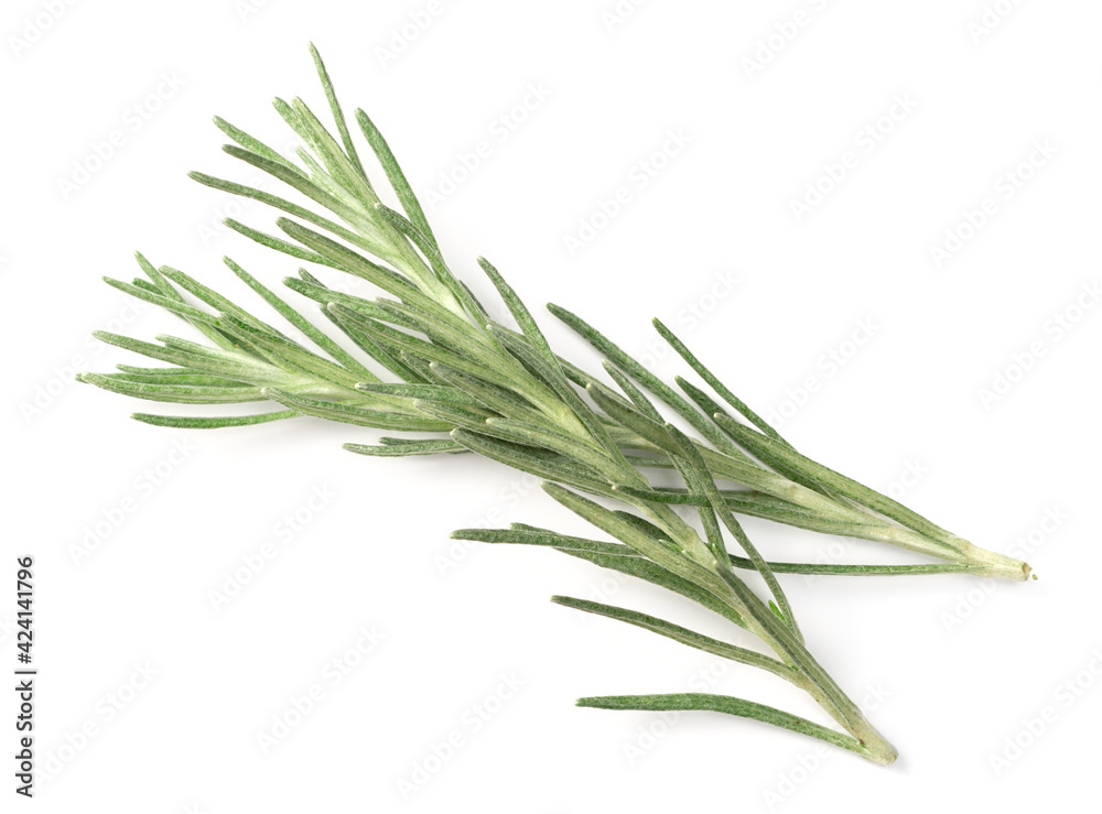 fresh curry plant isolated on white background, top view fresh curry plant isolated on white background, top view