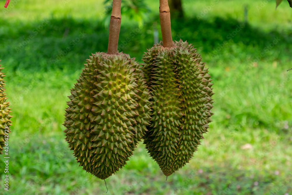 Fresh durian from the tree in the garden Fresh durian from the tree in the garden