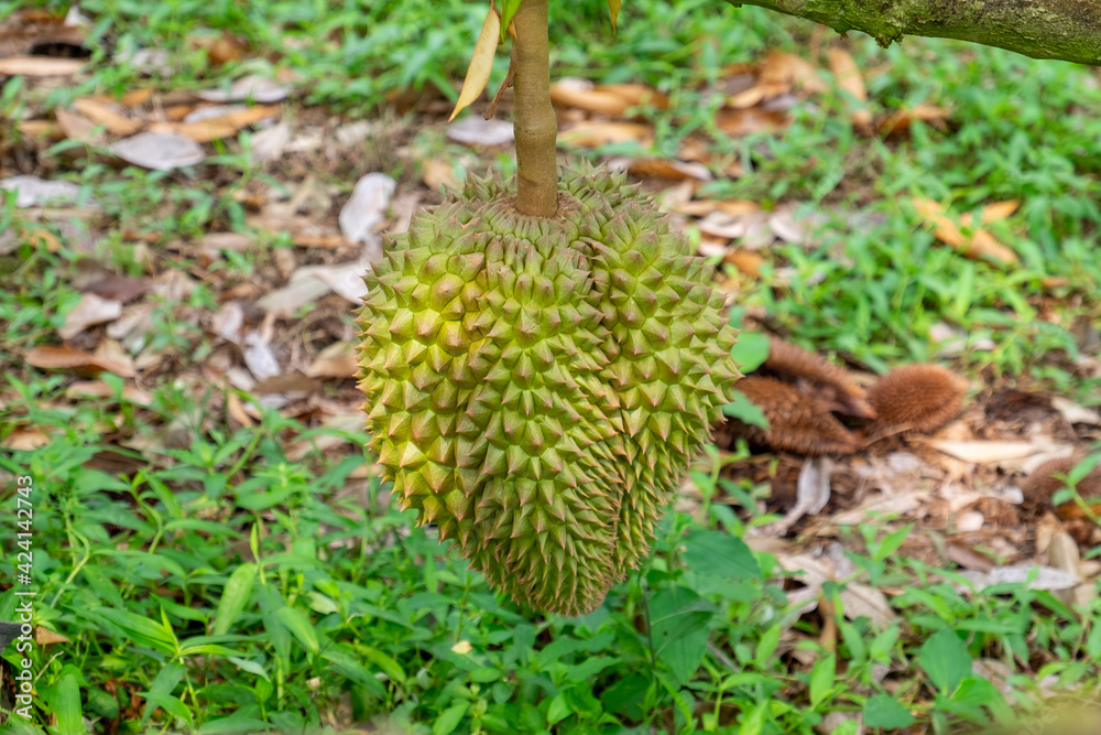 Fresh durian from the tree in the garden Fresh durian from the tree in the garden