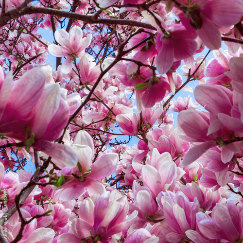 Pink spring magnolia in bloom (Square photo)