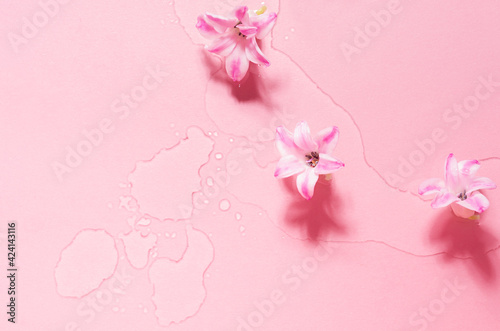 Delicate fresh flowers background with hyacinth buds in sunlight and water drops as border on pastel pink backdrop, flat lay, closeup.