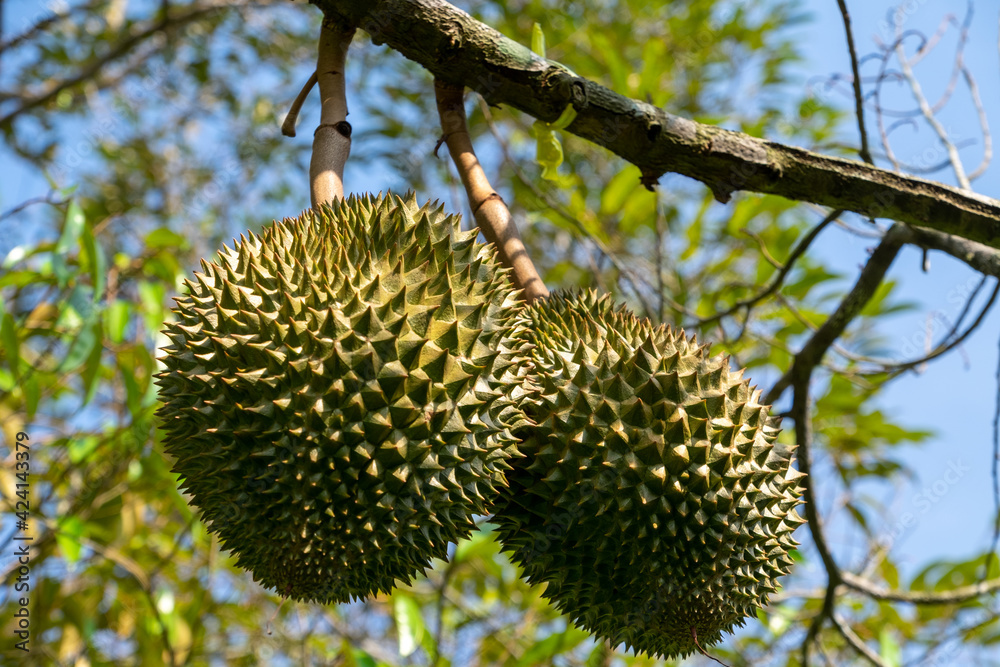 Fresh durian from the tree in the garden Fresh durian from the tree in the garden