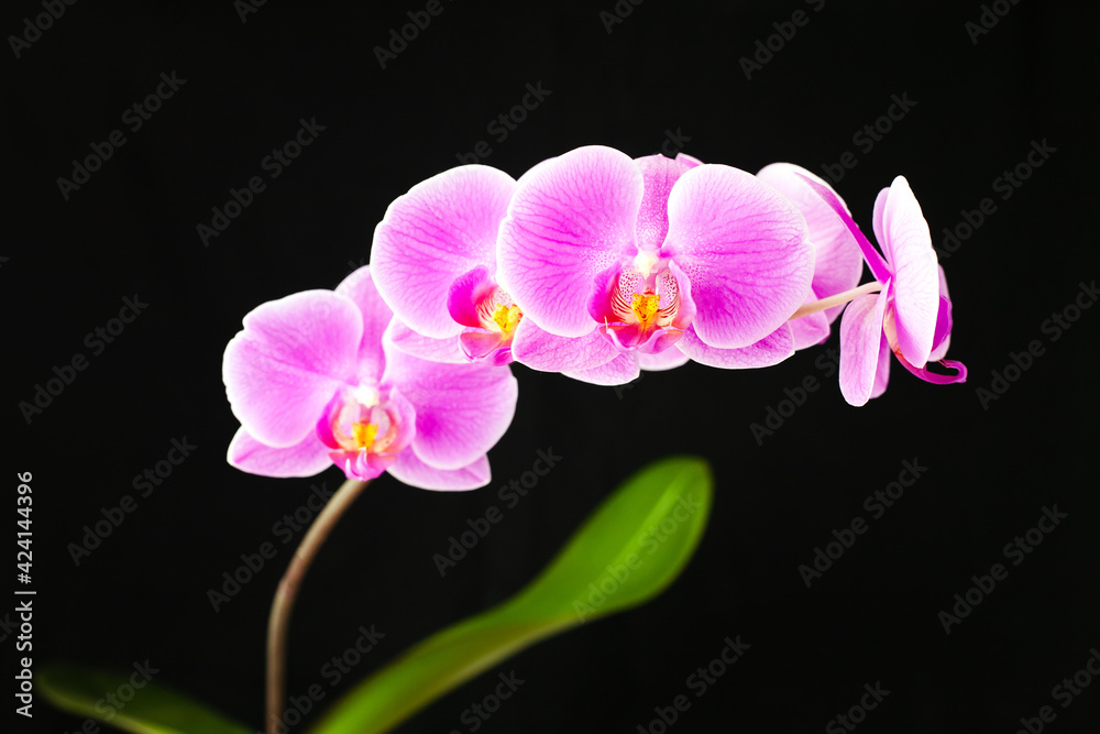Obraz premium Sprig of purple Phalaenopsis orchid on a black background. Selective focus. Close-up.