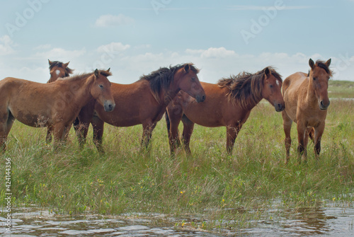 Wild horses at Rachael Carson Reserve in Beaufort  NC