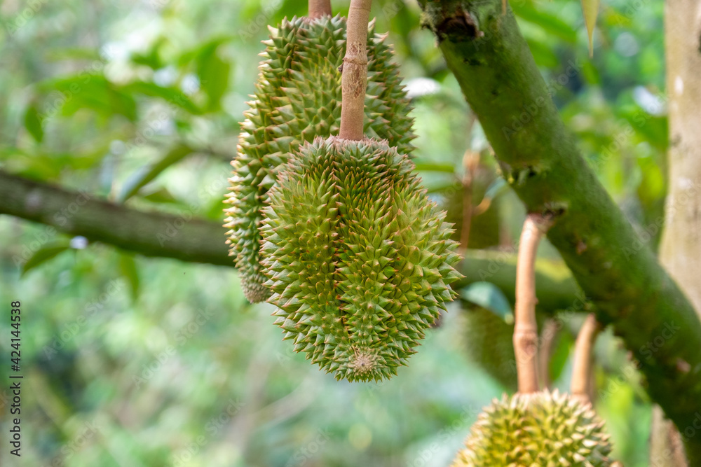 Fresh durian from the tree in the garden Fresh durian from the tree in the garden