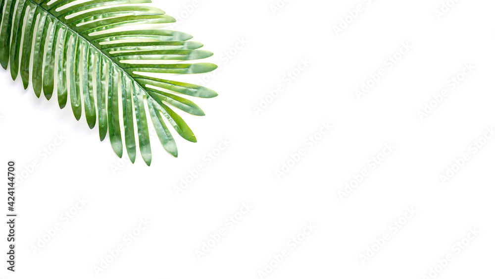Leaves isolated on white background with copy space