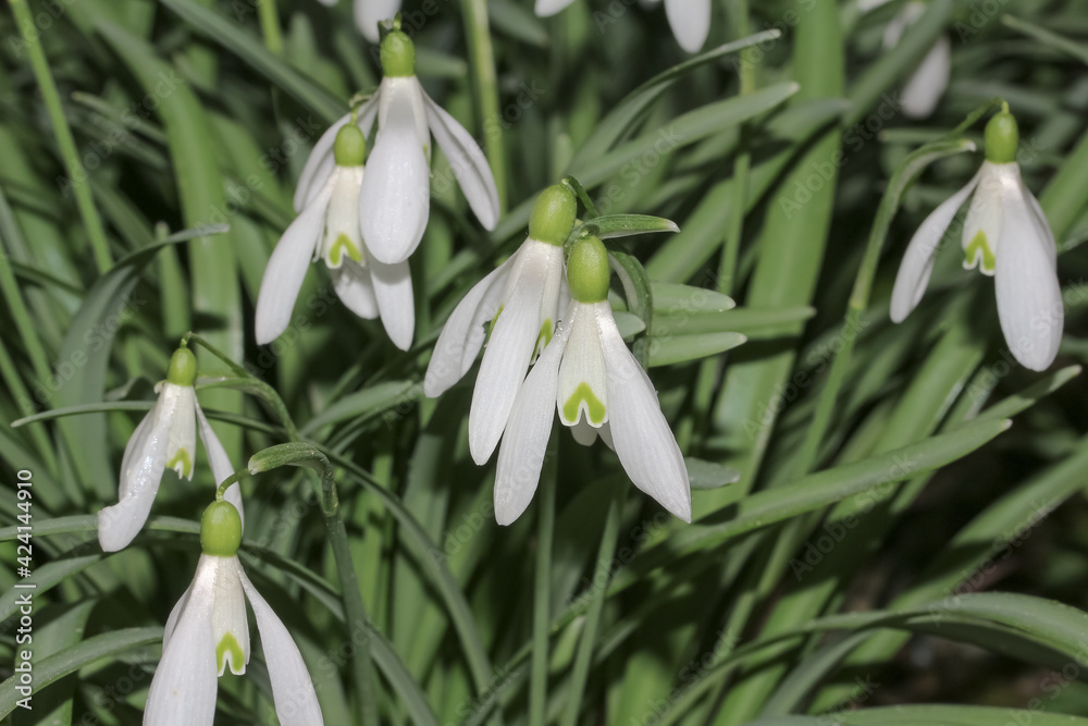 Fototapeta premium Wildwachsende Schneeglöckchen, Galanthus nivalis