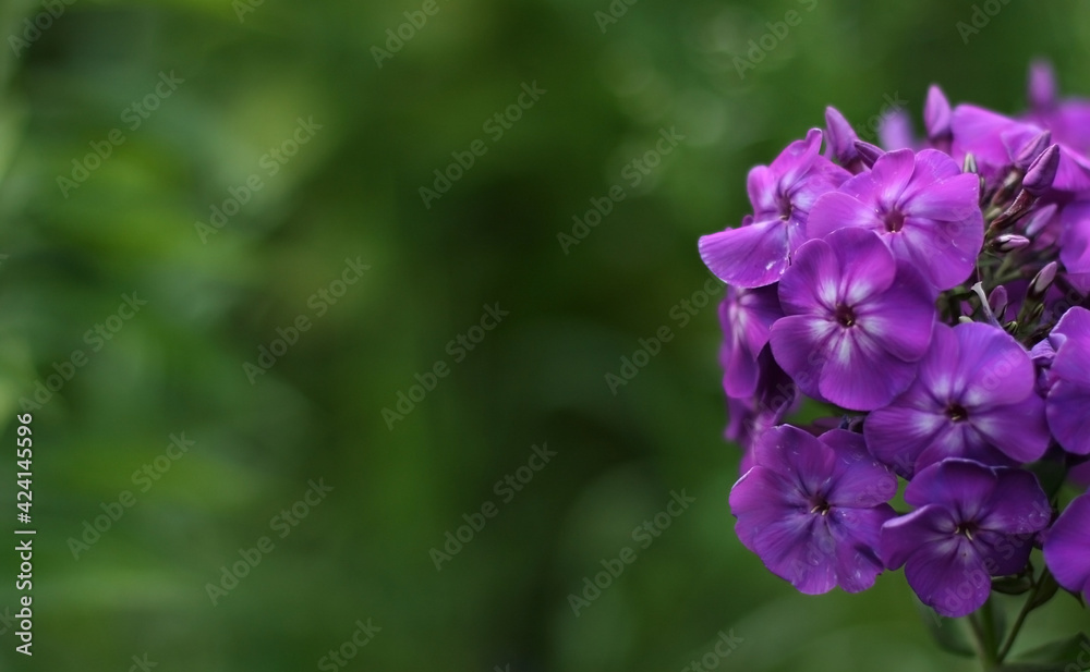 Background with pink garden phlox flowers. Flowers composition. Copyspace for text. Focus on flowers Background with pink garden phlox flowers. Flowers composition. Copyspace for text. Focus on flowers