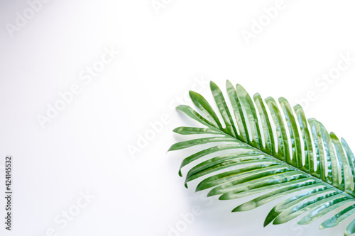 Leaves isolated on white background with copy space
