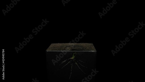 Time-lapse of growing bean Wawelska (Vicia faba) seed 1a4 in 4K PNG+ format with ALPHA transparency channel isolated on black background
 photo