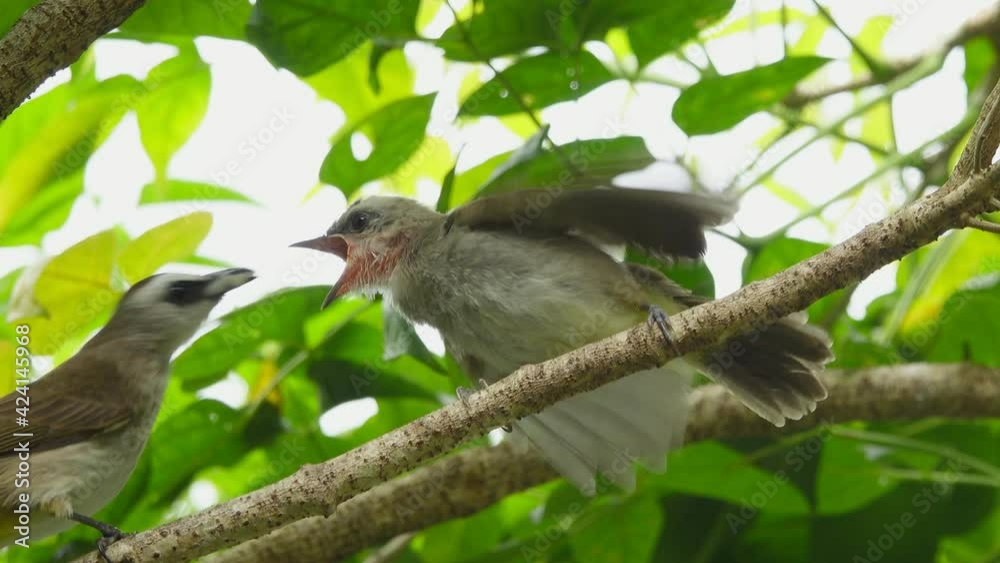 Parent bird yellow vented bulbul
feeding new fledgling child on the branch,4K video.
Hungry young bird feeded in nature. Parent bird yellow vented bulbul
feeding new fledgling child on the branch,4K video.
Hungry young bird feeded in nature.