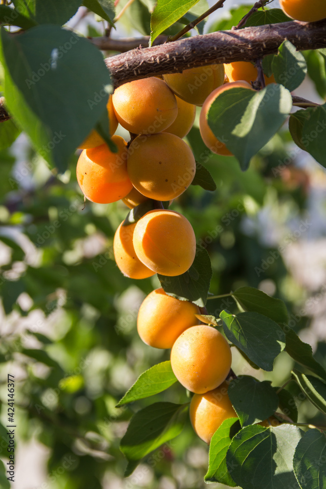 Apricots on apricot tree. Summer fruits. Ripe apricots on a tree branch.