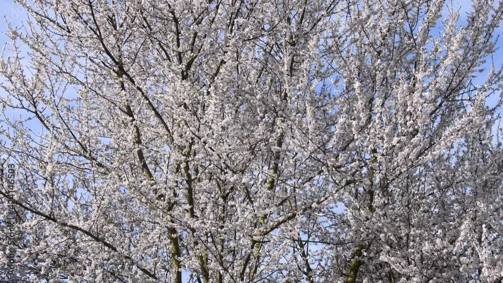 wild mirabelle prune tree with blossom in spring in Germany wild mirabelle prune tree with blossom in spring in Germany