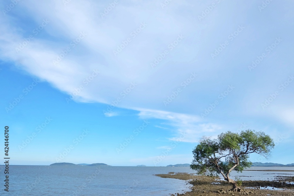 A beautiful view of a sea plant growing beside a sea with water view and blue sky white clouds in bright day,Chumphon Thailand