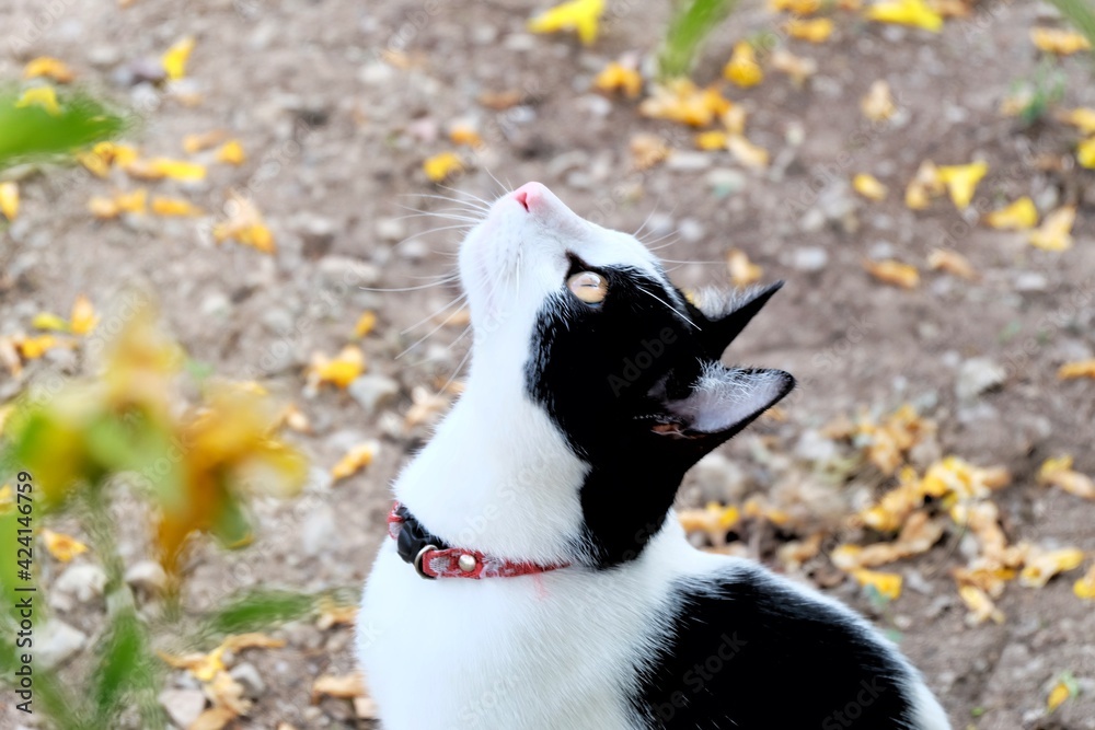 In selective focus a white black cat with yellow eyes looking and sitting on ground floor with blurred yellow flower background In selective focus a white black cat with yellow eyes looking and sitting on ground floor with blurred yellow flower background