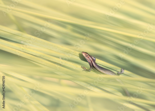 Glossy grass skink (Pseudemoia rawlinsoni) on grass tree (Xanthorrhoea resinosa) vegetation 