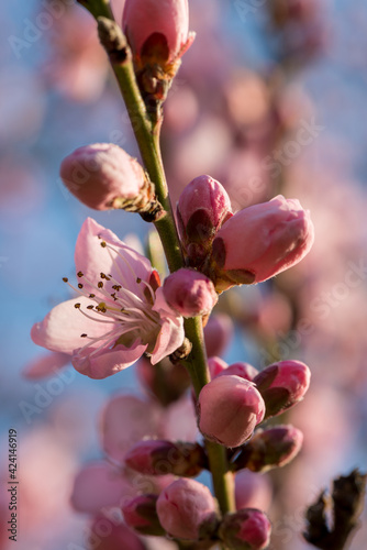 Blüten des Weinbergspfirsisch photo