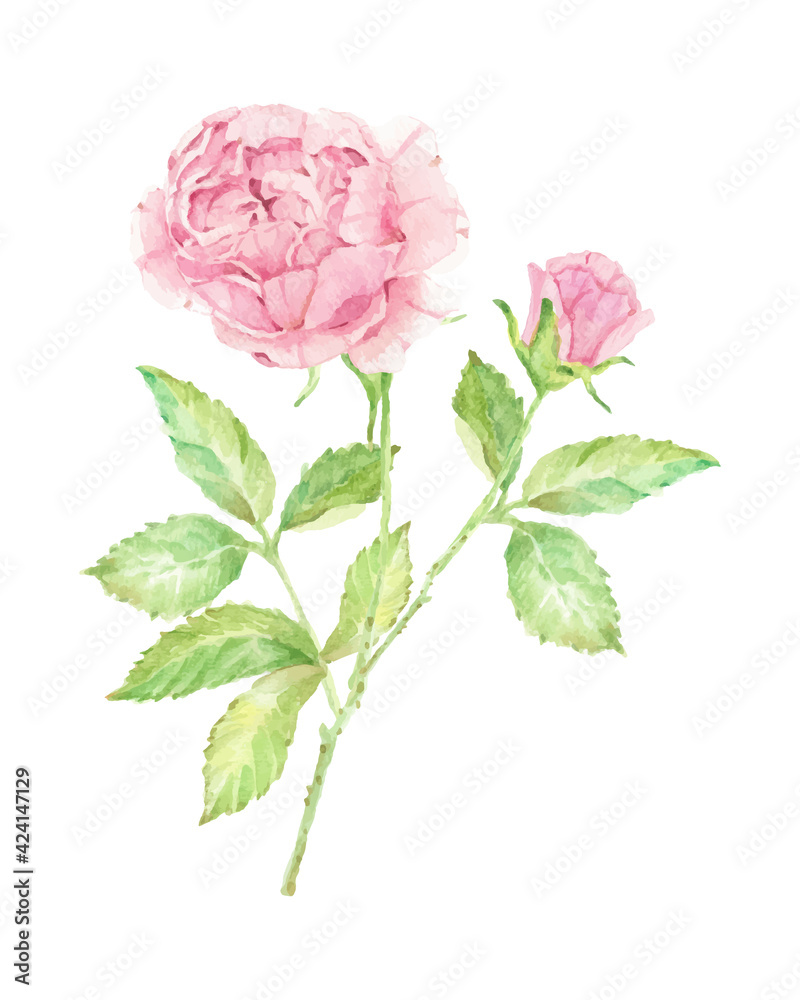 Fototapeta premium watercolor beautiful English rose flower branch bouquet isolated on white background