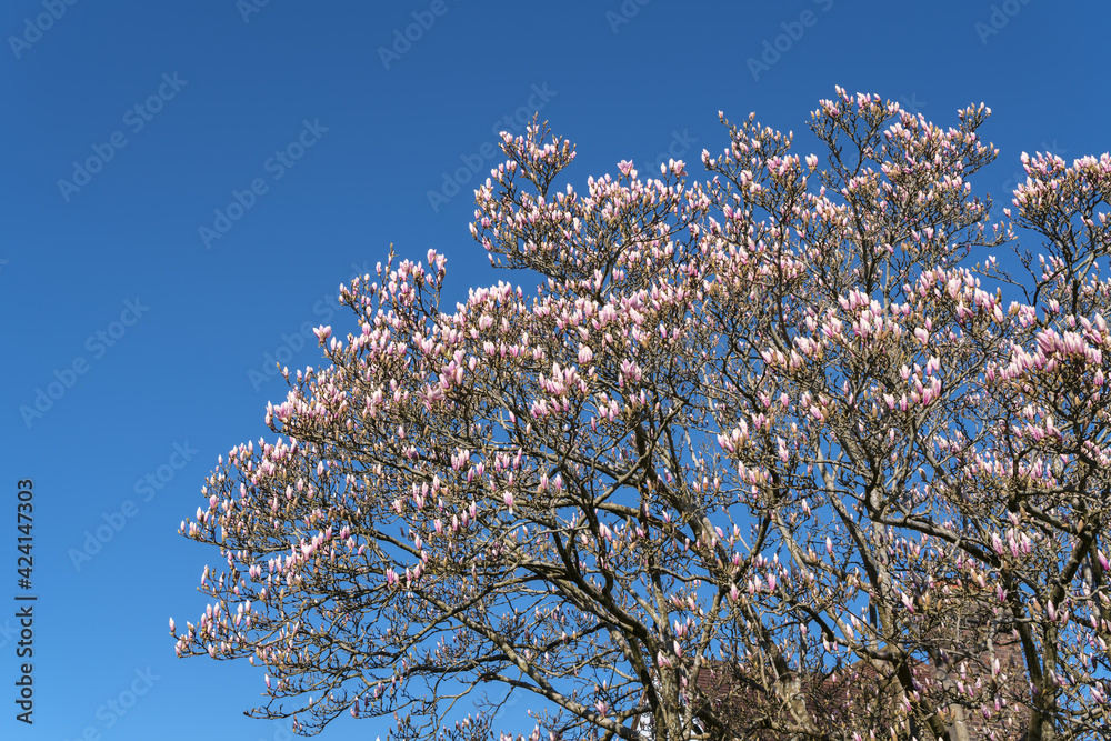 Magnolia Tree beginning to flower in the spring sunshine Magnolia Tree beginning to flower in the spring sunshine