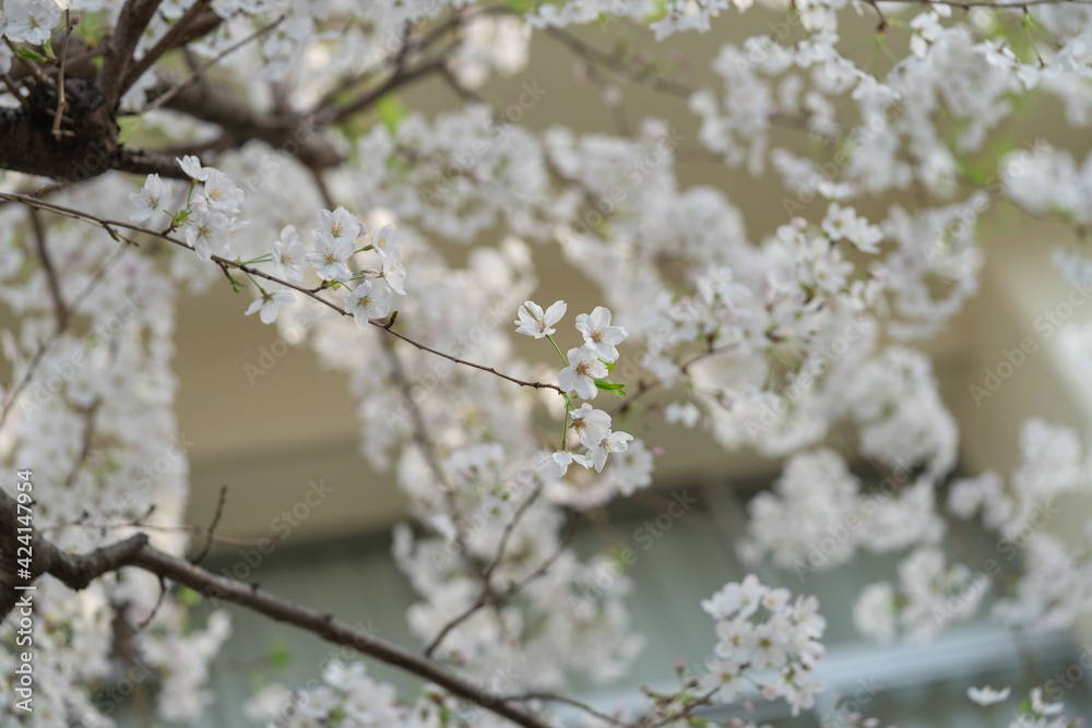 桜、 sakura,