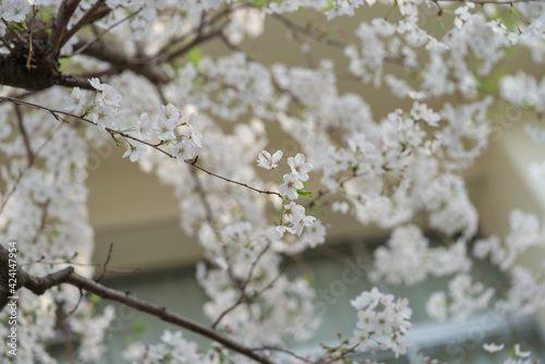 桜、 sakura, © 玉皎 王