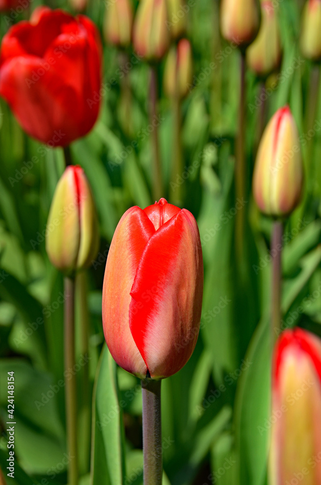 Frühlingsblumen,rote Tulpenknospe, spring, flower Frühlingsblumen,rote Tulpenknospe, spring, flower