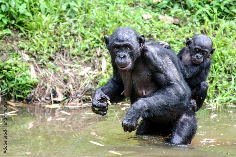 Female bonobo carrying her child on her back walking into the water Female bonobo carrying her child on her back walking into the water