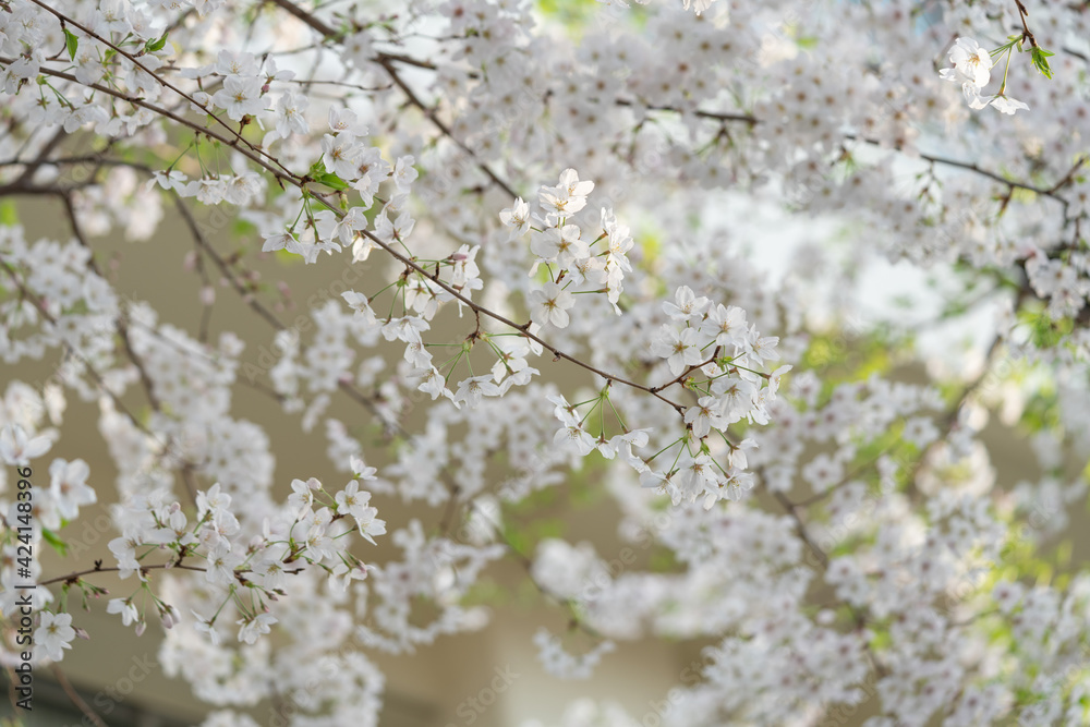 サクラ、桜 サクラ、桜