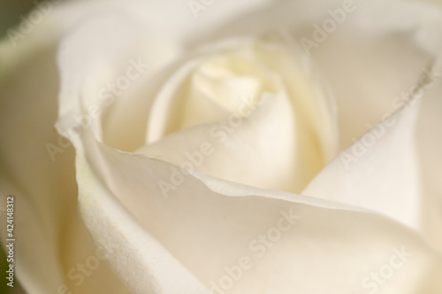 Rose flower fragment macro shot