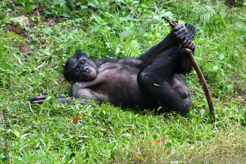 Male bonobo lying on hais bck and playing with a stick at the Lola Ya Bonobo Sanctuary