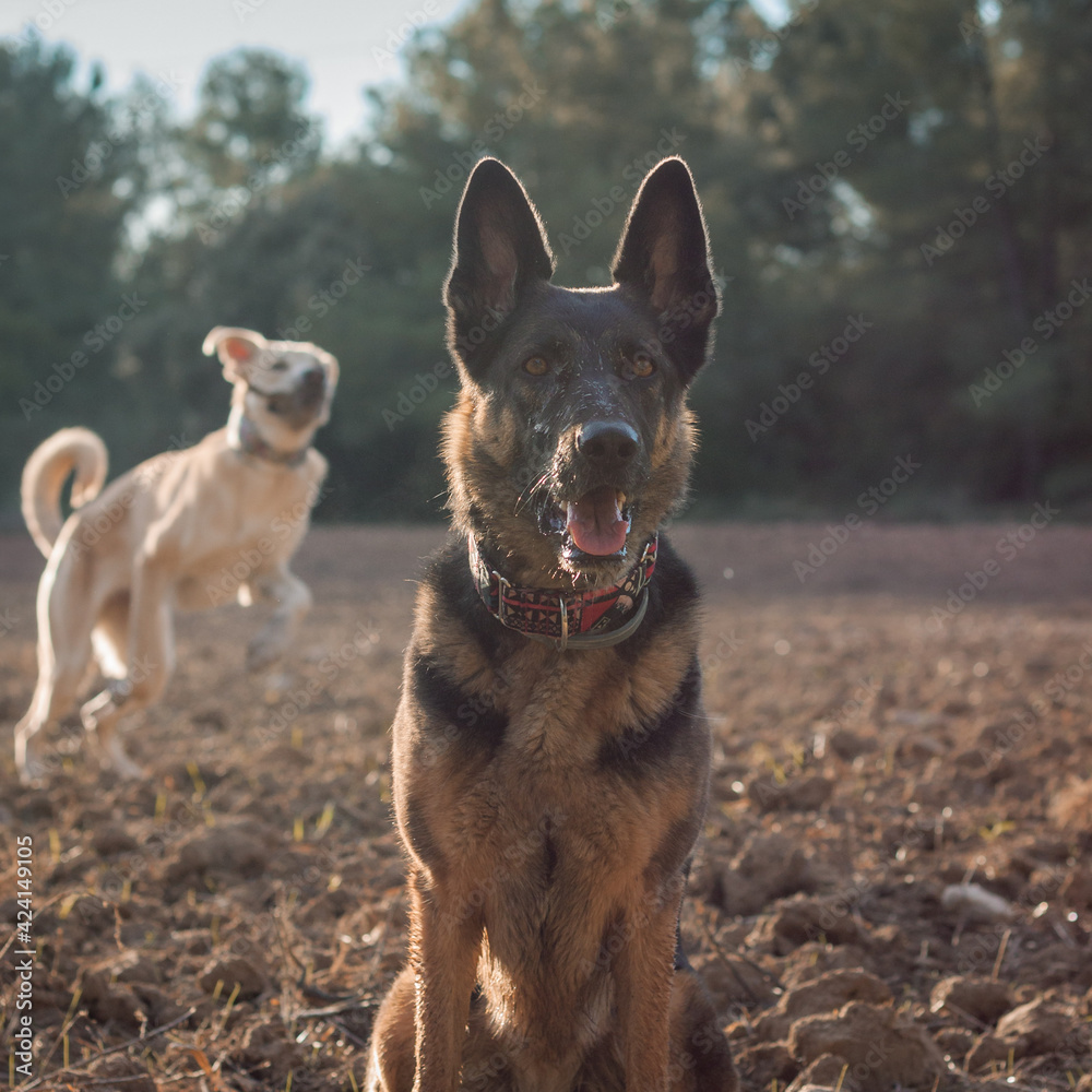 Naklejka premium Pastor alemán al aire libre, concepto naturaleza mascotas.