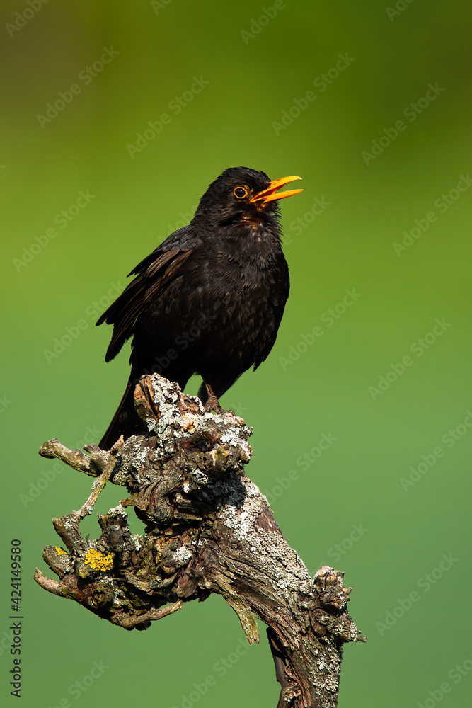 Common blackbird sitting on wood in green environment Common blackbird sitting on wood in green environment