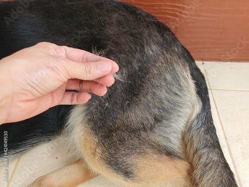 A dog's fur handle that has been shed due to chemical allergies, and is the dog's shedding season.
