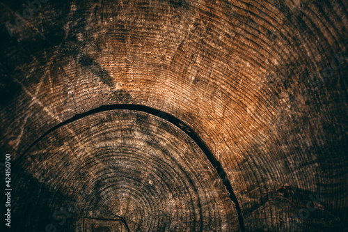 Old wood texture of cut tree trunk.  Wooden background. 