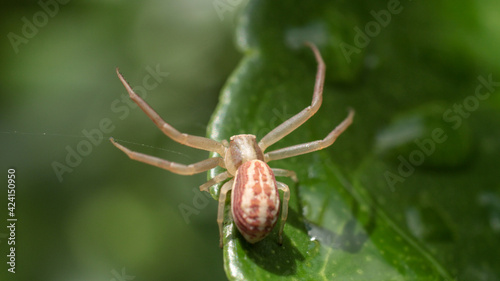 natural thomisus onustus spider photo © Recep