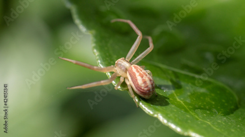natural thomisus onustus spider photo