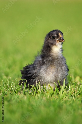 baby chicken in grass