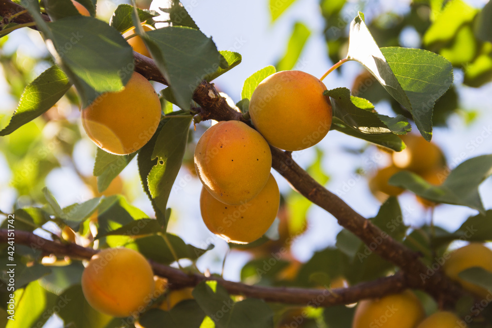 Apricots on apricot tree. Summer fruits. Ripe apricots on a tree branch. Apricots on apricot tree. Summer fruits. Ripe apricots on a tree branch.