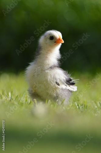 chick in the grass