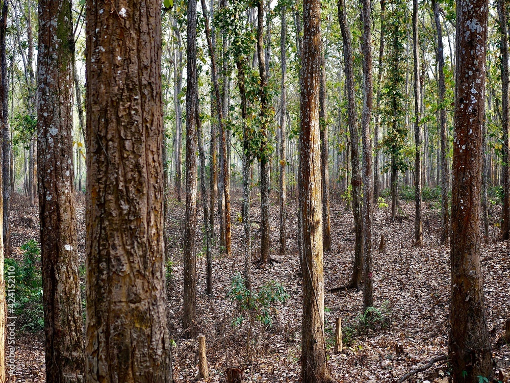 Obraz premium Reserved Forest