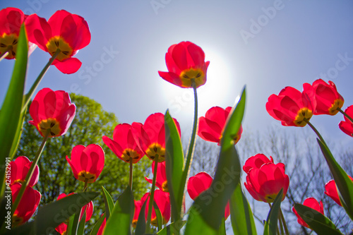  Spring red tulips against a clear sky and against the backdrop of the sun  photo from below