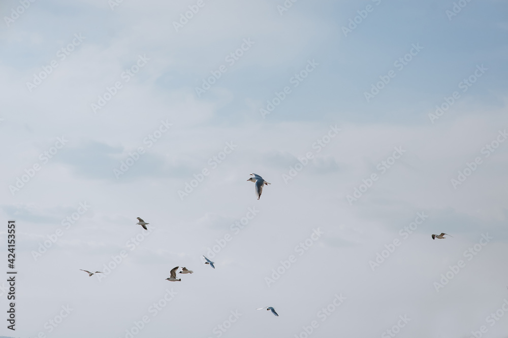 Beautiful large white seagulls fly, soar in the blue sky against the background of clouds and trees in spring, summer. Flight of a flock of birds.