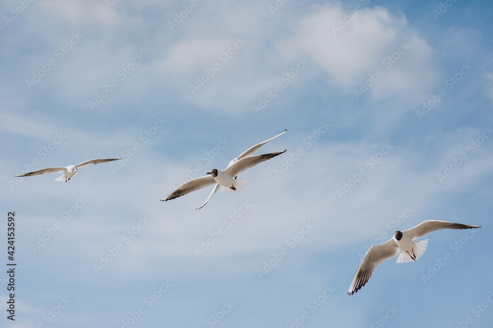 Several large beautiful white and gray sea gulls fly against a blue sky, soaring above the clouds on a sunny spring day. Photography of birds.