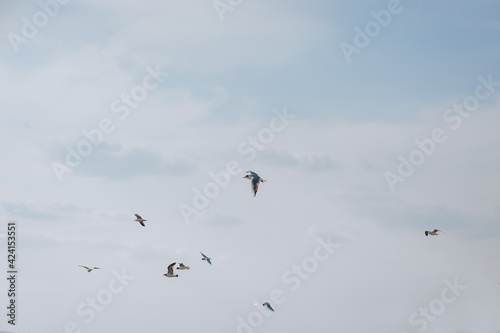 Beautiful large white seagulls fly  soar in the blue sky against the background of clouds and trees in spring  summer. Flight of a flock of birds.