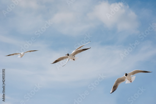 Several large beautiful white and gray sea gulls fly against a blue sky  soaring above the clouds on a sunny spring day. Photography of birds.