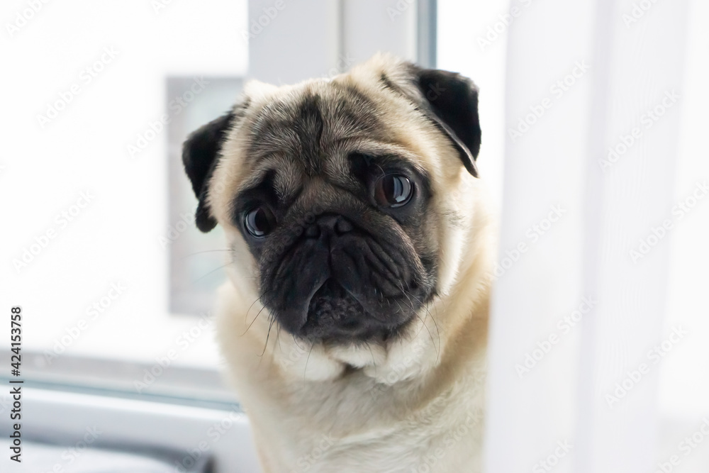 Obraz premium Funny pug dog on window . illustration.