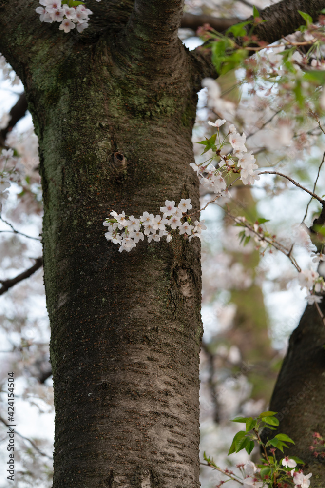 sakura,桜の木